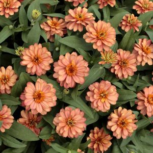 ZIN414 Deep Salmon (100hạt)