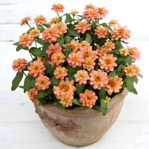 ZIN414 Deep Salmon (100hạt)