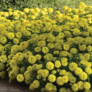 Cúc Lá Nhám Kép ZIN252 Yellow (100hạt)