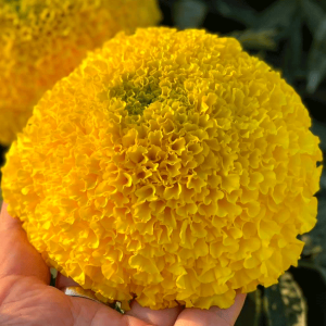 Hạt Giống Hoa Vạn Thọ