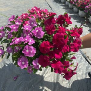 VIN500_Mix(100hạt)