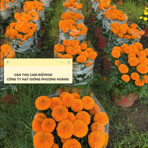 Hoa Vạn Thọ Mỹ Cao Lỡ Cổ Lùn Cam Đỏ PH50