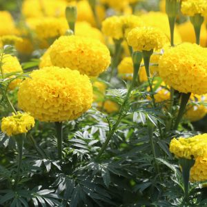 Hoa Vạn Thọ Mỹ Cao Lỡ Cổ Lùn Vàng Chanh PH52