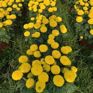 Hoa Vạn Thọ Mỹ Cao Lỡ Vàng Chanh PH51