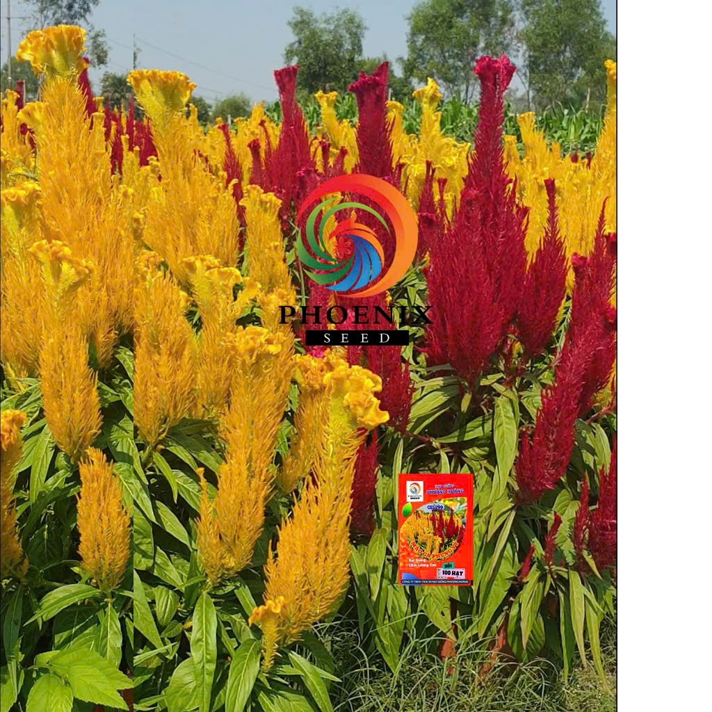Hạt Giống Hoa Mào Gà Phụng Vỹ Vàng CEL297 – Hạ Giống Phượng Hoàng