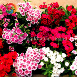 Hoa Cẩm Chướng TELSTAR