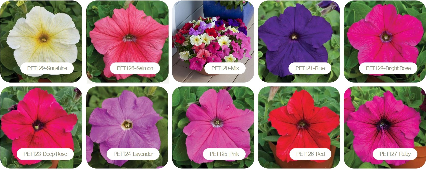 Dạ Yến Thảo Đứng Grandiflora F1