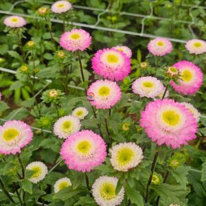 Hạt Giống Hoa Cúc Nhật Aster Bonita – AST201 Tím (Gói 100 hạt) Hạt Giống Phượng Hoàng