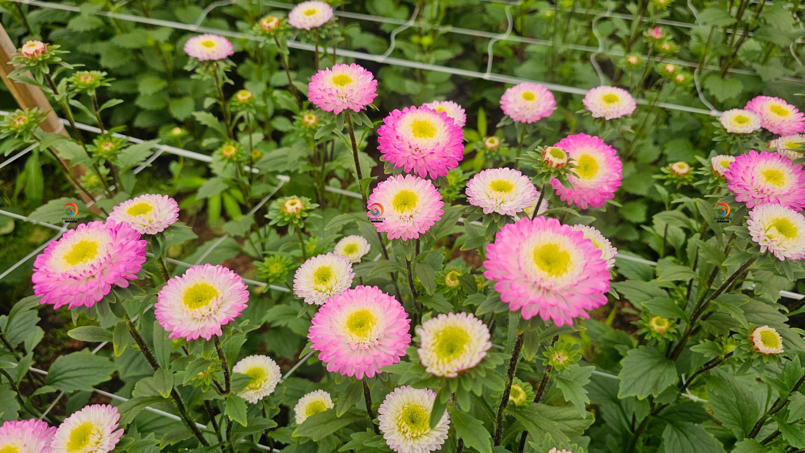 Hạt Giống Hoa Cúc Nhật Aster Bonita – AST201 Tím (Gói 100 hạt) Hạt Giống Phượng Hoàng