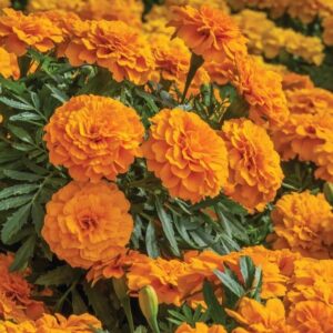 Hoa Vạn Thọ Ban Mai Bông Lớn – MAR152-Endurance Orange (Gói 100 Hạt)