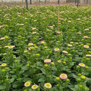 Hạt Giống Hoa Cúc Nhật Aster Bonita – AST201 Tím (Gói 100 hạt) Hạt Giống Phượng Hoàng
