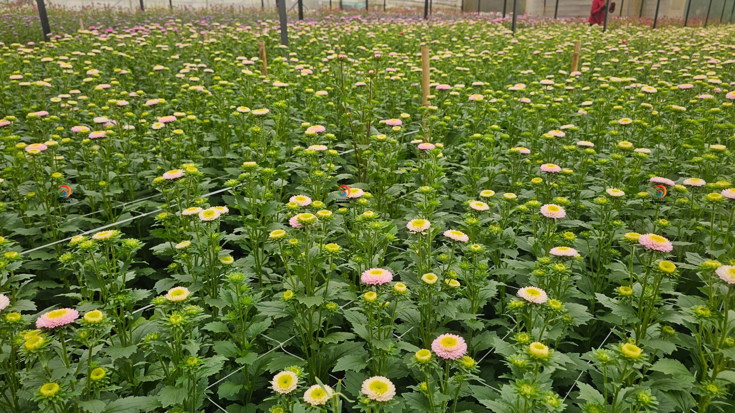 Hạt Giống Hoa Cúc Nhật Aster Bonita – AST201 Tím (Gói 100 hạt) Hạt Giống Phượng Hoàng