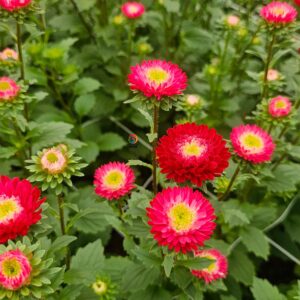 Hạt Giống Hoa Cúc Nhật Aster Bonita – AST201 Tím (Gói 100 hạt) Hạt Giống Phượng Hoàng