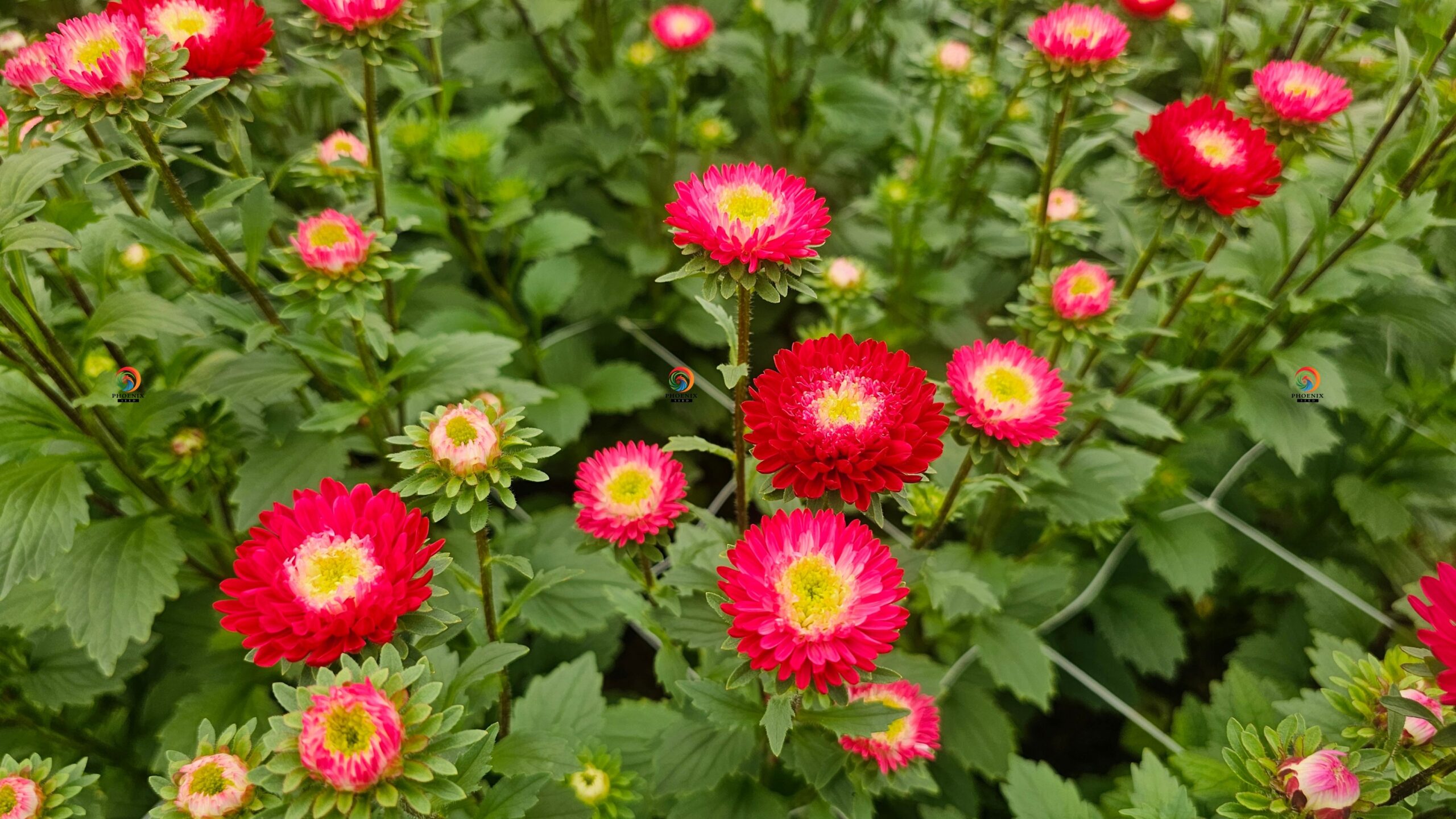 Hạt Giống Hoa Cúc Nhật Aster Bonita – AST201 Tím (Gói 100 hạt) Hạt Giống Phượng Hoàng