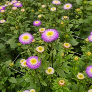 Hạt Giống Hoa Cúc Nhật Aster Bonita – AST201 Tím (Gói 100 hạt) Hạt Giống Phượng Hoàng