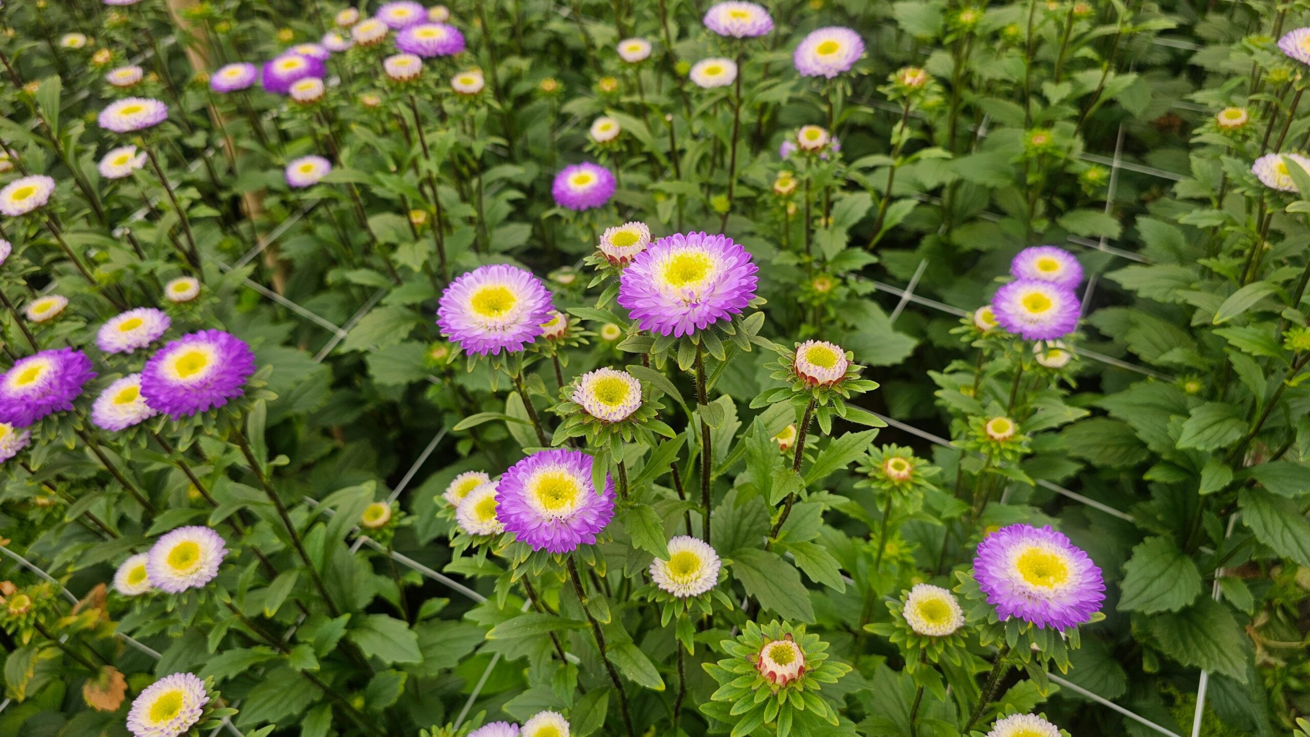 Hạt Giống Hoa Cúc Nhật Aster Bonita – AST201 Tím (Gói 100 hạt) Hạt Giống Phượng Hoàng