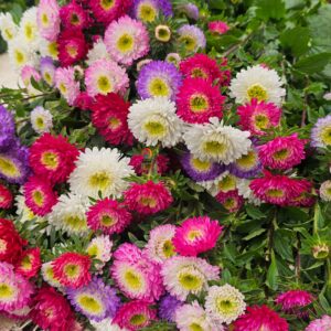 Hạt Giống Hoa Cúc Nhật Aster Bonita – AST201 Tím (Gói 100 hạt) Hạt Giống Phượng Hoàng