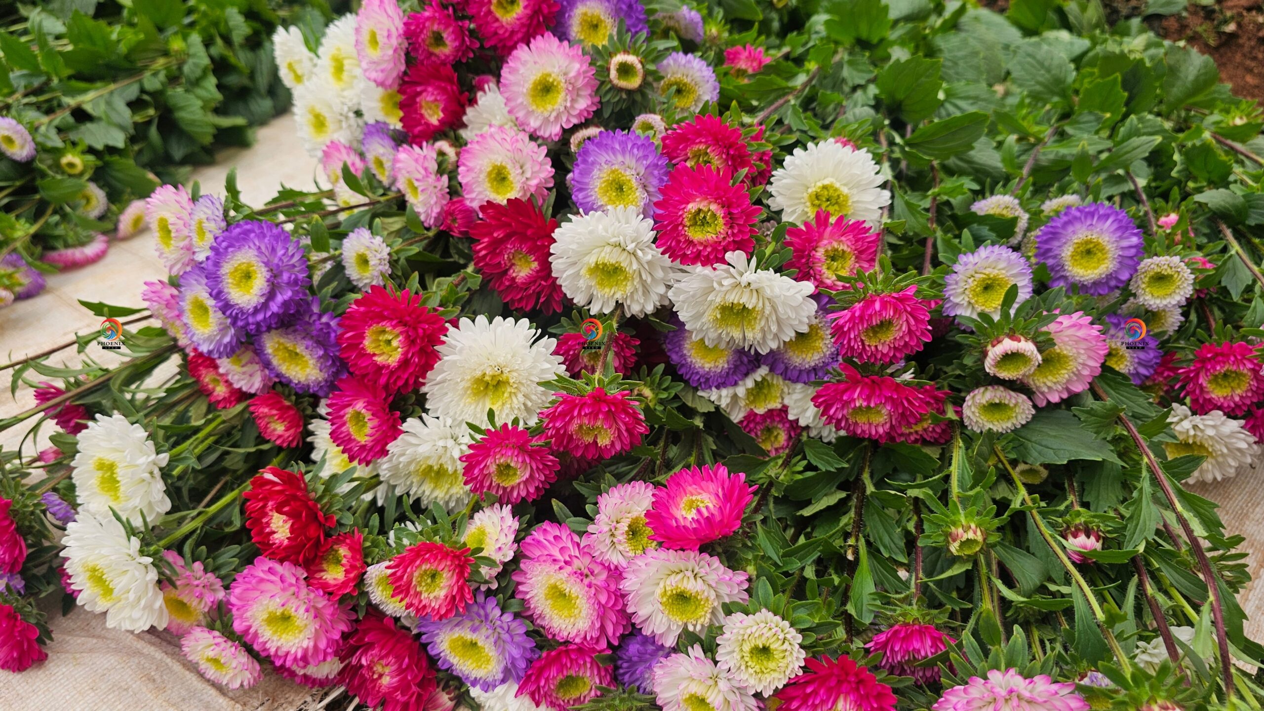 Hạt Giống Hoa Cúc Nhật Aster Bonita – AST201 Tím (Gói 100 hạt) Hạt Giống Phượng Hoàng