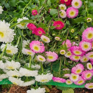 Hạt Giống Hoa Cúc Nhật Aster Bonita – AST201 Tím (Gói 100 hạt) Hạt Giống Phượng Hoàng