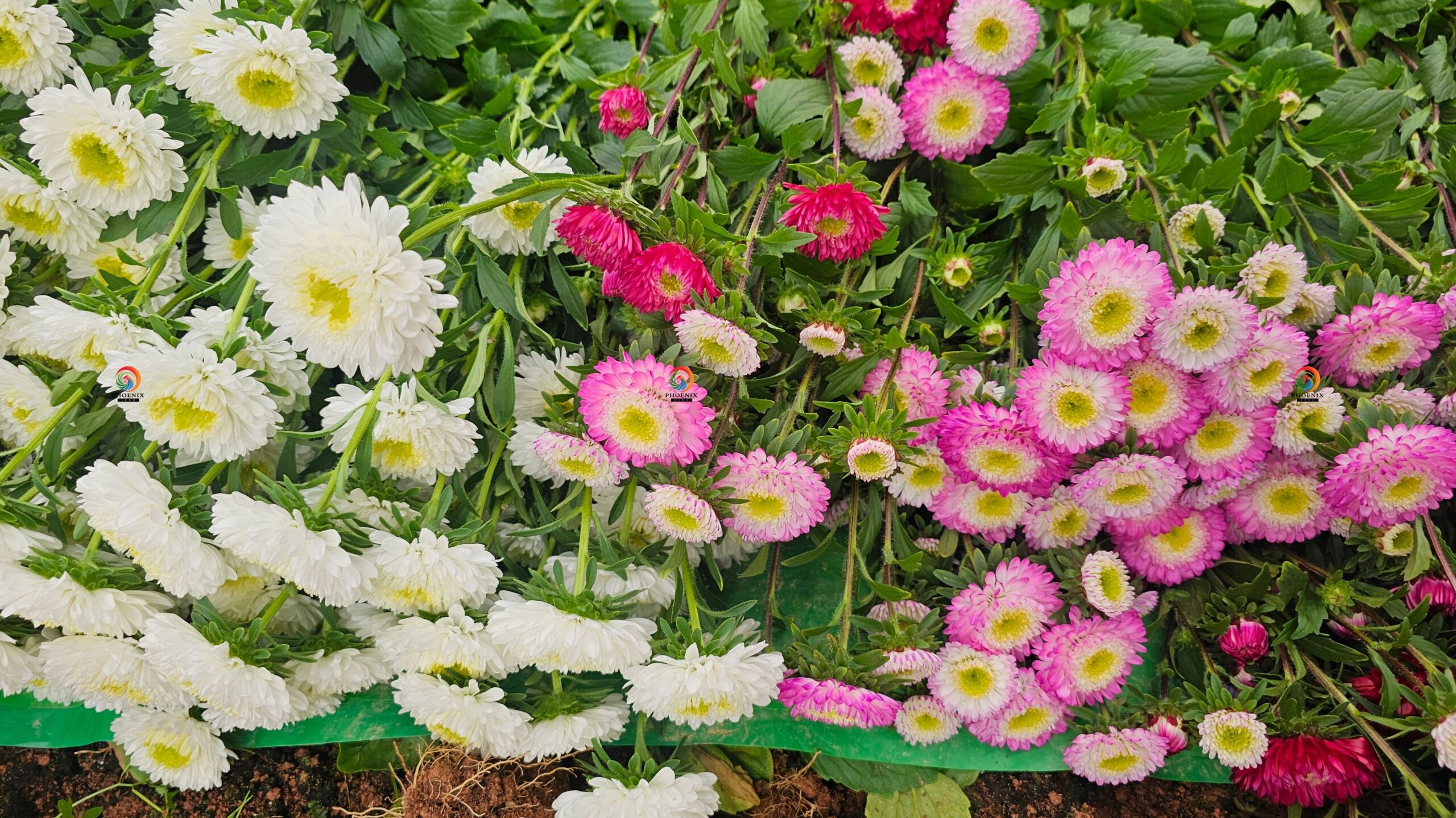 Hạt Giống Hoa Cúc Nhật Aster Bonita – AST201 Tím (Gói 100 hạt) Hạt Giống Phượng Hoàng