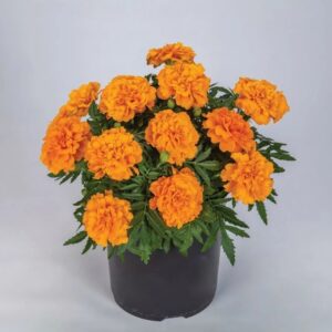 Hoa Vạn Thọ Ban Mai Bông Lớn – MAR152-Endurance Orange (Gói 100 Hạt)