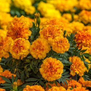 Hoa Vạn Thọ Ban Mai Bông Lớn – MAR153-Endurance – Sunset Gold (Gói 100 Hạt)