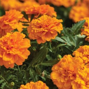 Hoa Vạn Thọ Ban Mai Bông Lớn – MAR152-Endurance Orange (Gói 100 Hạt)