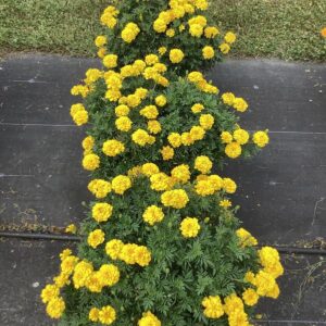 Hoa Vạn Thọ Ban Mai Bông Lớn – MAR151-Endurance Yellow (Gói 100 Hạt)
