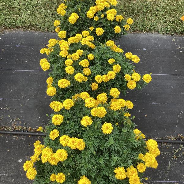 Hoa Vạn Thọ Ban Mai Bông Lớn – MAR151-Endurance Yellow (Gói 100 Hạt)