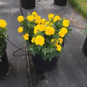 Hoa Vạn Thọ Ban Mai Bông Lớn – MAR151-Endurance Yellow (Gói 100 Hạt)