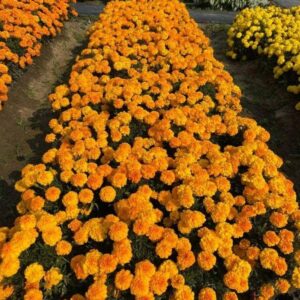 Hoa Vạn Thọ Ban Mai Bông Lớn – MAR153-Endurance – Sunset Gold (Gói 100 Hạt)