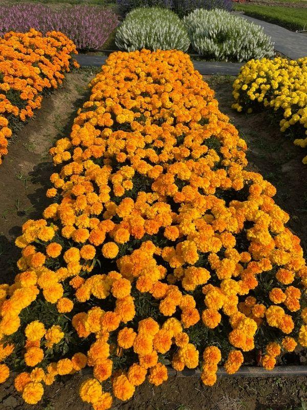 Hoa Vạn Thọ Ban Mai Bông Lớn – MAR153-Endurance – Sunset Gold (Gói 100 Hạt)