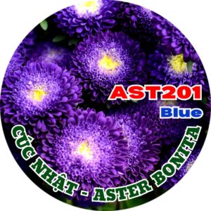 Hạt Giống Hoa Cúc Nhật Aster Bonita – AST201 Tím (Gói 100 hạt) Hạt Giống Phượng Hoàng