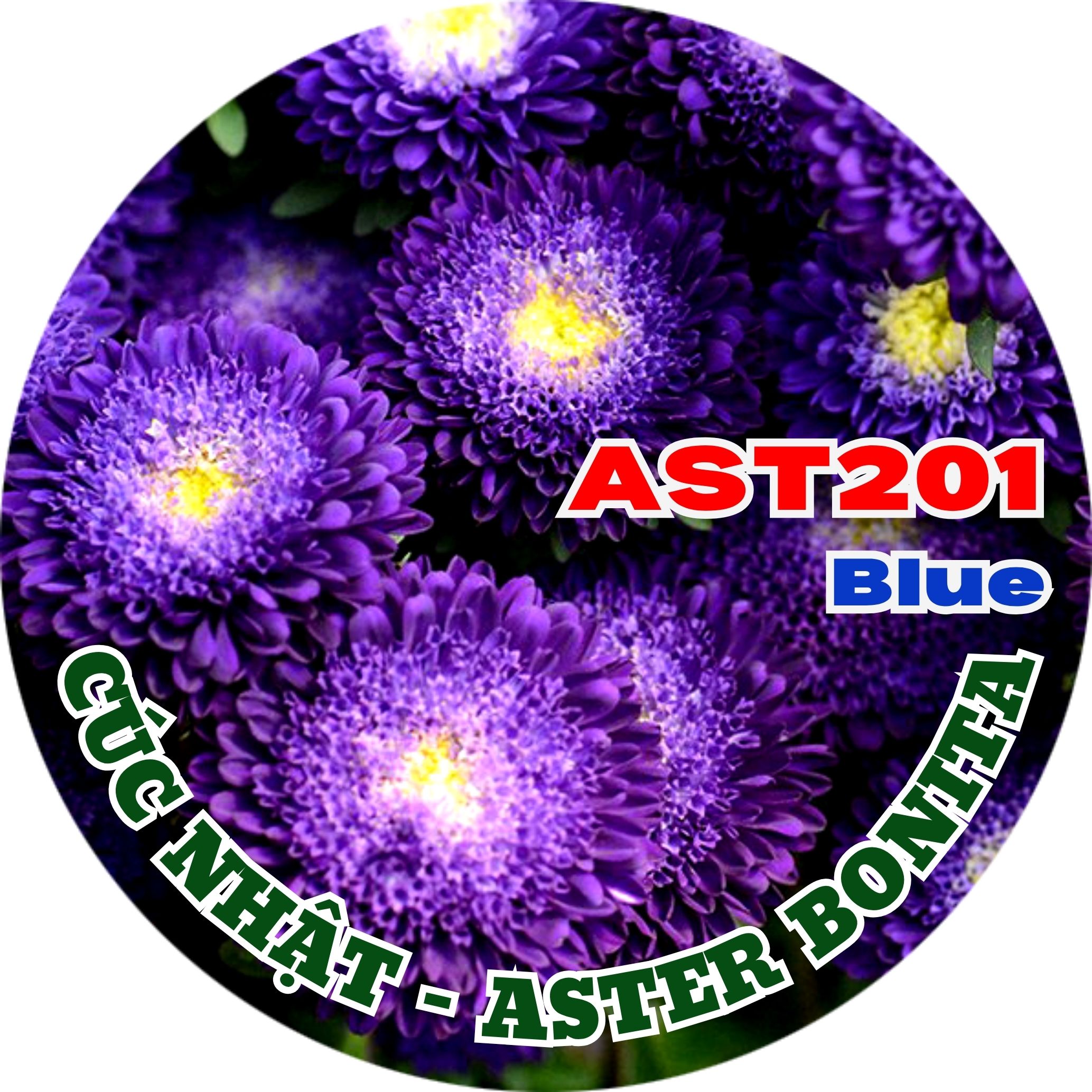 Hạt Giống Hoa Cúc Nhật Aster Bonita – AST201 Tím (Gói 100 hạt) Hạt Giống Phượng Hoàng