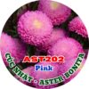 Hạt Giống Hoa Cúc Nhật Aster Bonita – AST202 Hồng (Gói 100 hạt) Hạt Giống Phượng Hoàng
