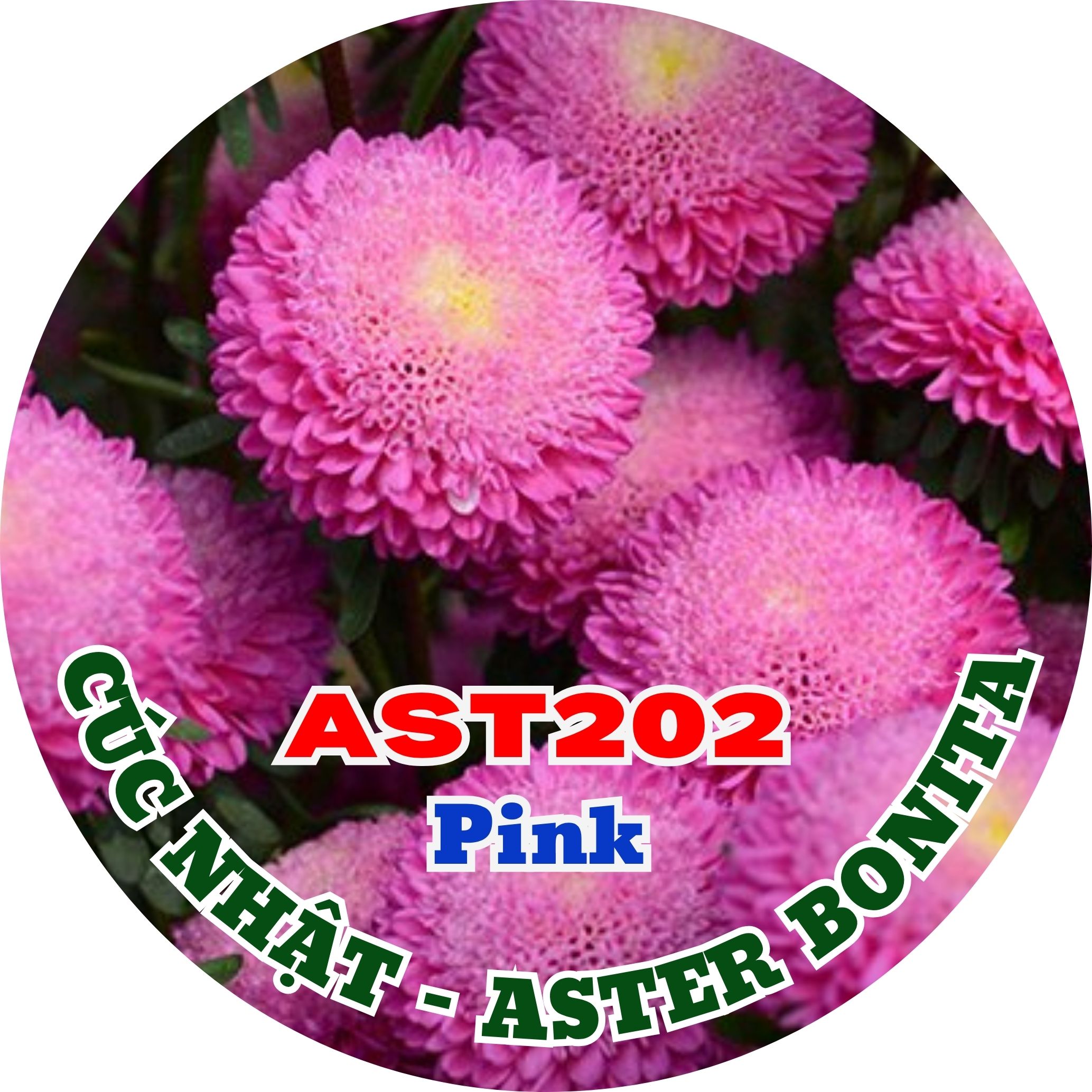 Hạt Giống Hoa Cúc Nhật Aster Bonita – AST202 Hồng (Gói 100 hạt) Hạt Giống Phượng Hoàng