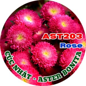 Hạt Giống Hoa Cúc Nhật Aster Bonita – AST201 Tím (Gói 100 hạt) Hạt Giống Phượng Hoàng
