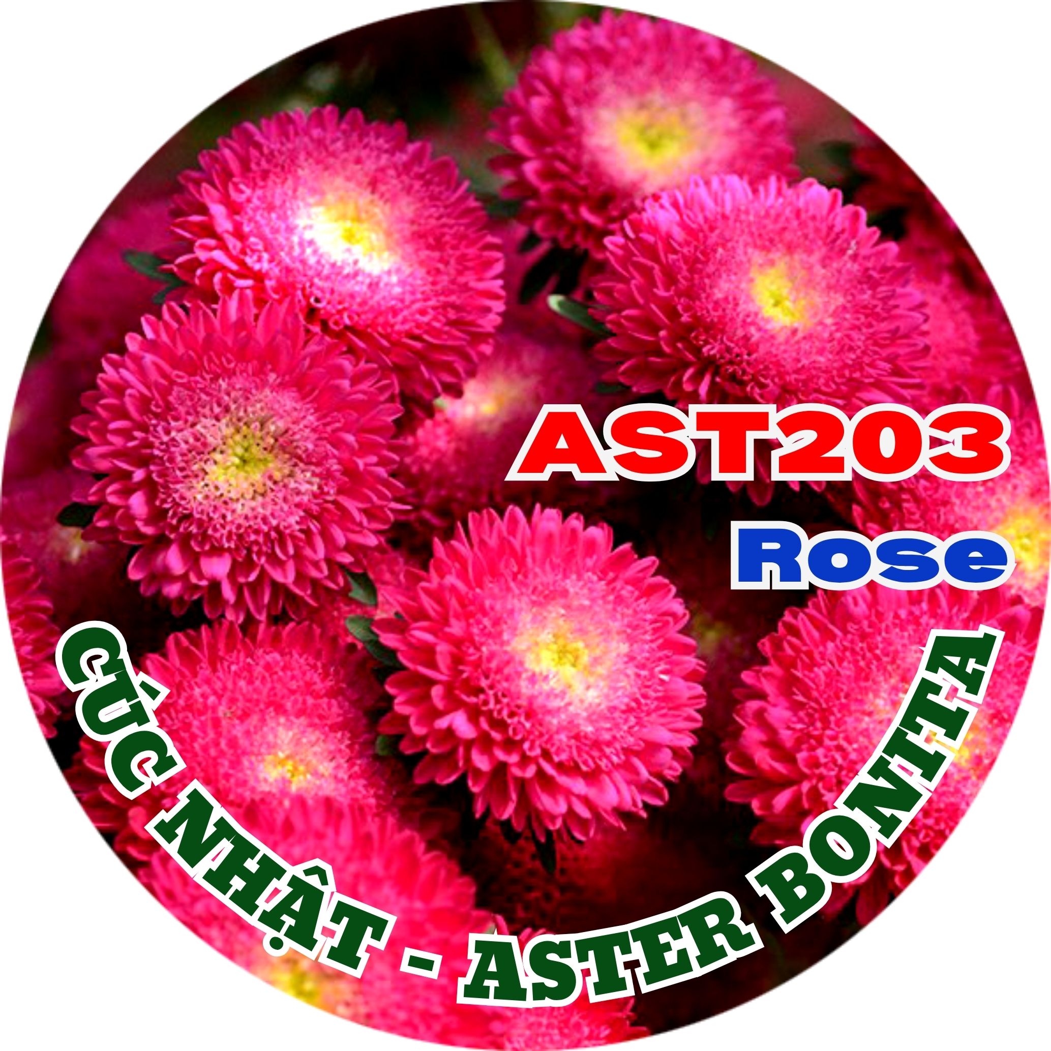 Hạt Giống Hoa Cúc Nhật Aster Bonita – AST201 Tím (Gói 100 hạt) Hạt Giống Phượng Hoàng