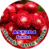 Hạt Giống Hoa Cúc Nhật Aster Bonita – AST201 Tím (Gói 100 hạt) Hạt Giống Phượng Hoàng