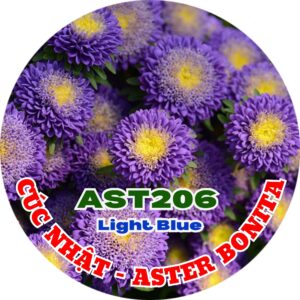 Hạt Giống Hoa Cúc Nhật Aster Bonita – AST201 Tím (Gói 100 hạt) Hạt Giống Phượng Hoàng