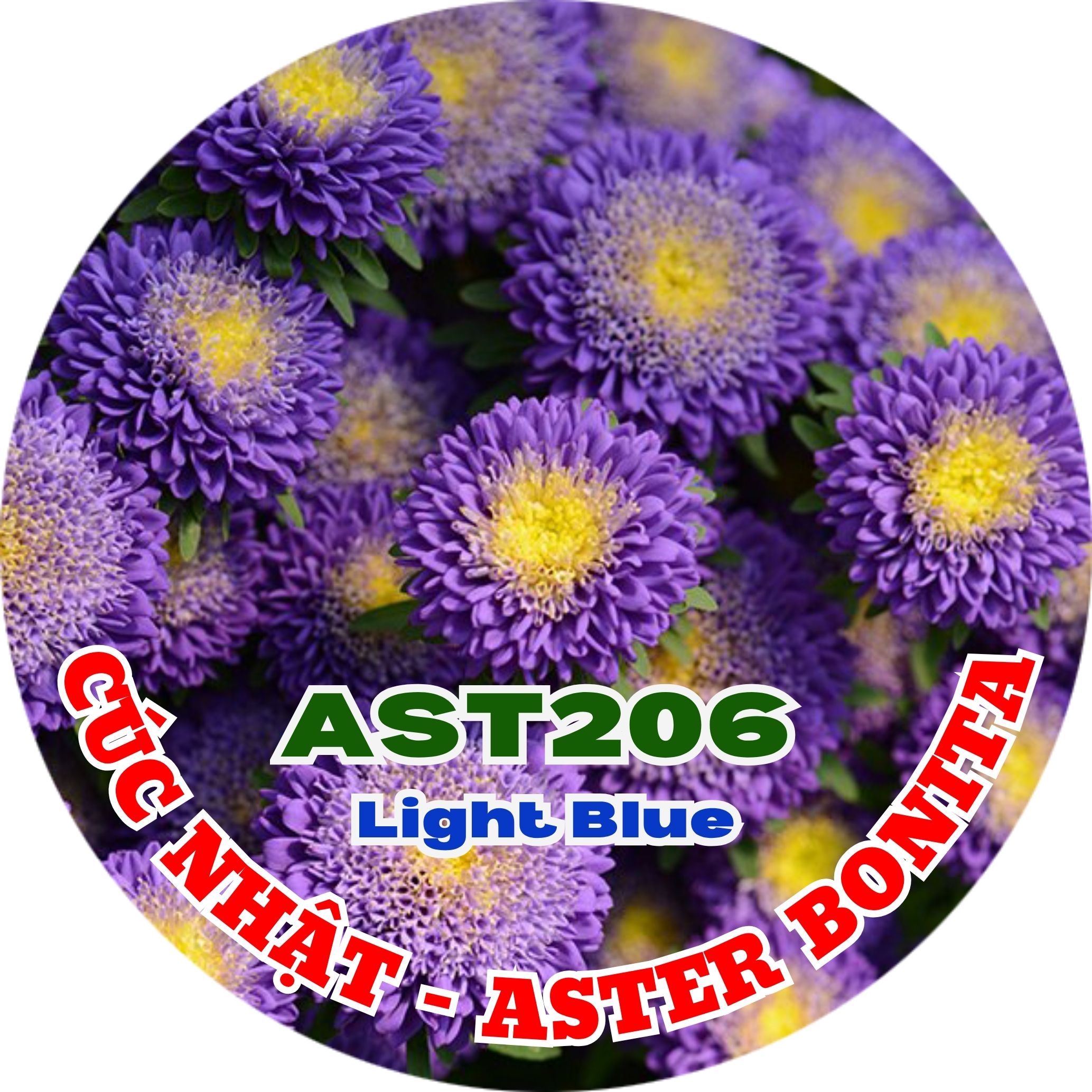 Hạt Giống Hoa Cúc Nhật Aster Bonita – AST201 Tím (Gói 100 hạt) Hạt Giống Phượng Hoàng