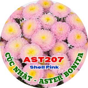 Hạt Giống Hoa Cúc Nhật Aster Bonita – AST207 Hồng nhạt (Gói 100 hạt) Hạt Giống Phượng Hoàng