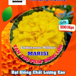 Hoa Vạn Thọ Ban Mai Bông Lớn – MAR151-Endurance Yellow (Gói 100 Hạt)