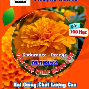 Hoa Vạn Thọ Ban Mai Bông Lớn – MAR152-Endurance Orange (Gói 100 Hạt)