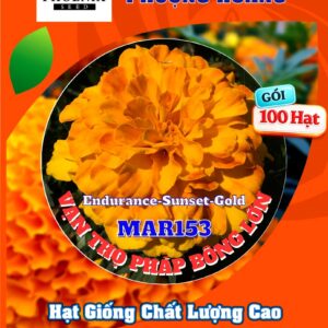Hoa Vạn Thọ Ban Mai Bông Lớn – MAR153-Endurance – Sunset Gold (Gói 100 Hạt)