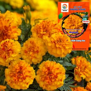 Hoa Vạn Thọ Ban Mai Bông Lớn – MAR153-Endurance – Sunset Gold (Gói 100 Hạt)