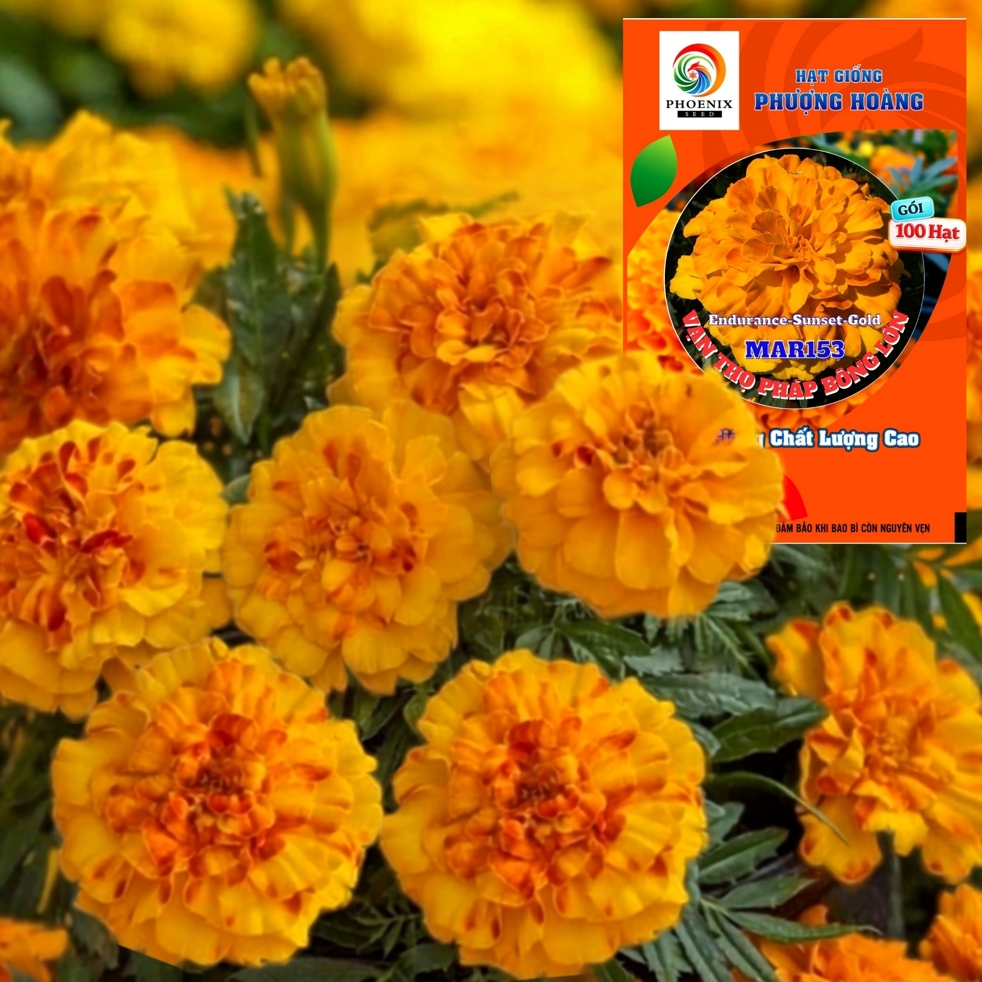 Hoa Vạn Thọ Ban Mai Bông Lớn – MAR153-Endurance – Sunset Gold (Gói 100 Hạt)