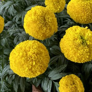 Hoa Vạn Thọ Mỹ Cao Lỡ Cổ Lùn PH59 Vàng Chanh Nhụy Xanh – Hạt Giống Phượng Hoàng