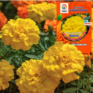 Hoa Vạn Thọ Ban Mai Bông Lớn – MAR151-Endurance Yellow (Gói 100 Hạt)