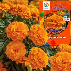 Hoa Vạn Thọ Ban Mai Bông Lớn – MAR152-Endurance Orange (Gói 100 Hạt)